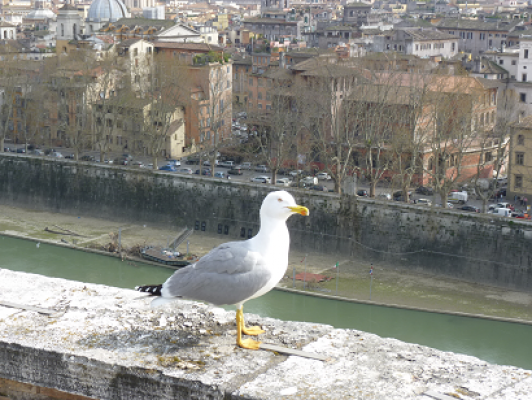 Voyage des Terminales à Rome - mars 2014